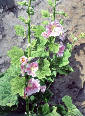 Hollyhocks and Stone -  sold