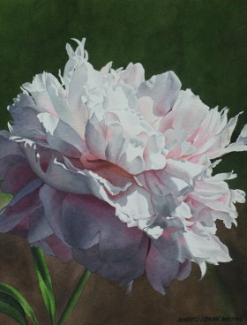  Peony in Morning Shadow - size 21in x 16in - $2500