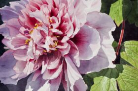 Peony Pizazz ~ watercolor on paper ~ 20 x 27in